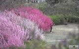 2018圆明园踏春节门票多少钱怎么买？圆明园踏青节门票价格
