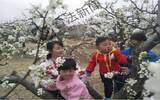 2018大兴梨花什么时候开？大兴庞各庄梨花节持续至4月15日